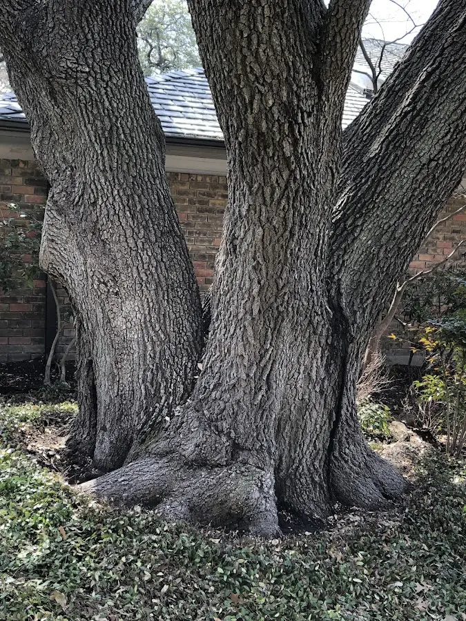 Mature heritage tree close to a Biglerville property cared for by certified arborists